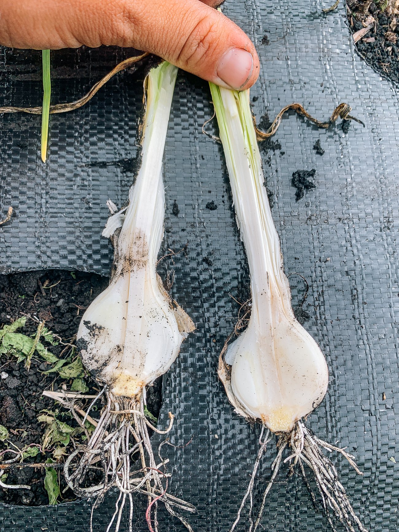 cross-section of fresh garlic