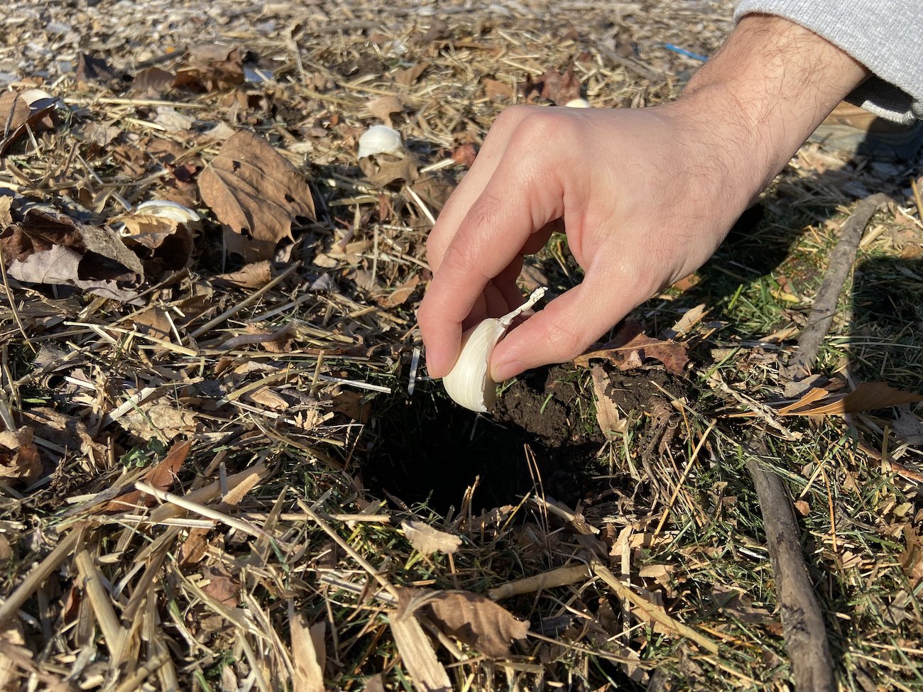 planting garlic cloves in fall