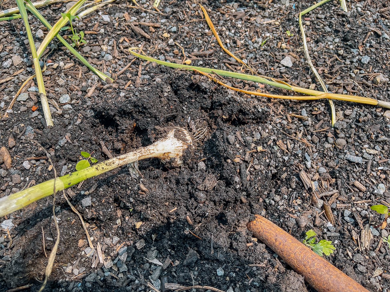 digging garlic bulb out of the ground