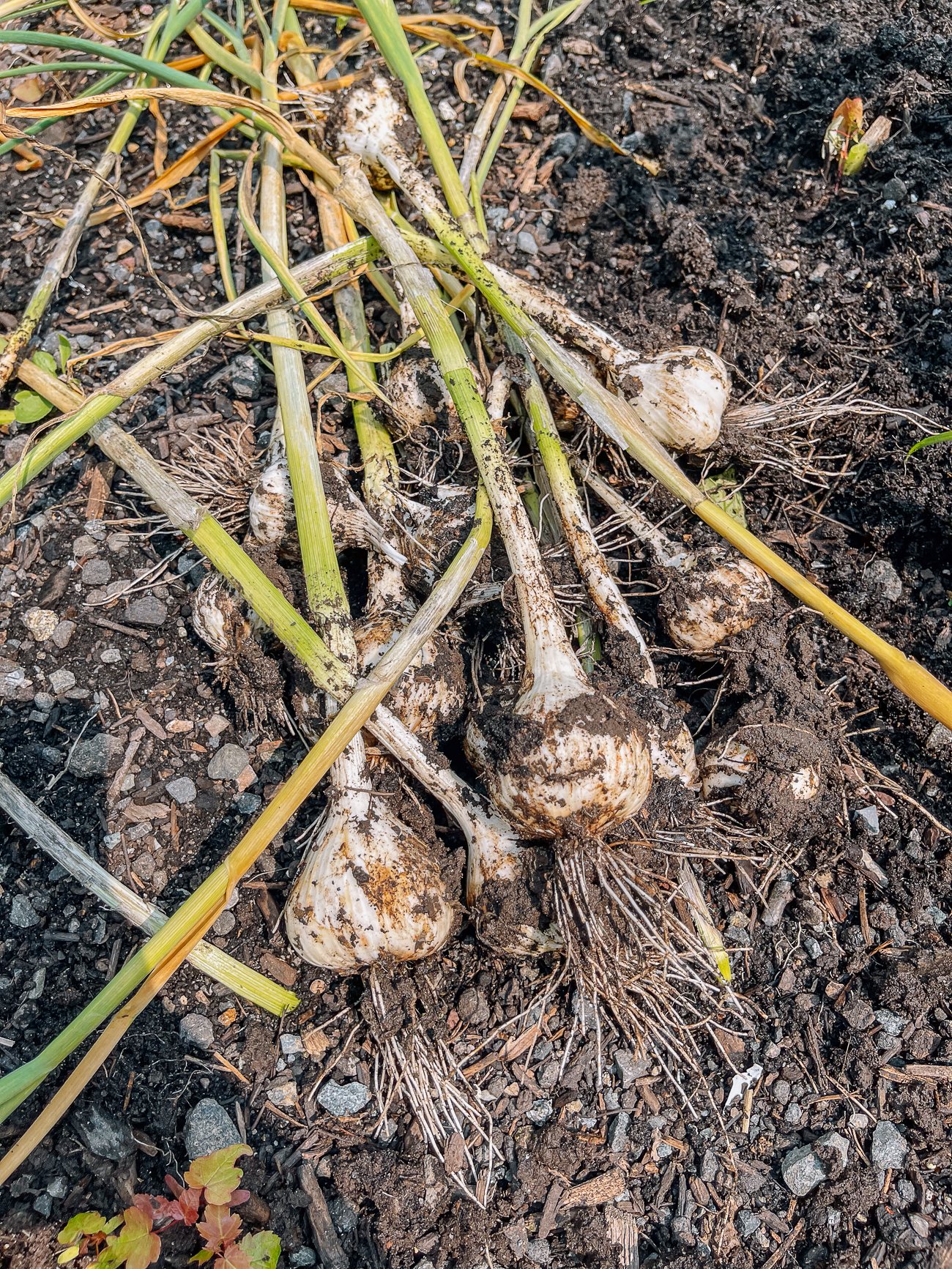 harvested garlic