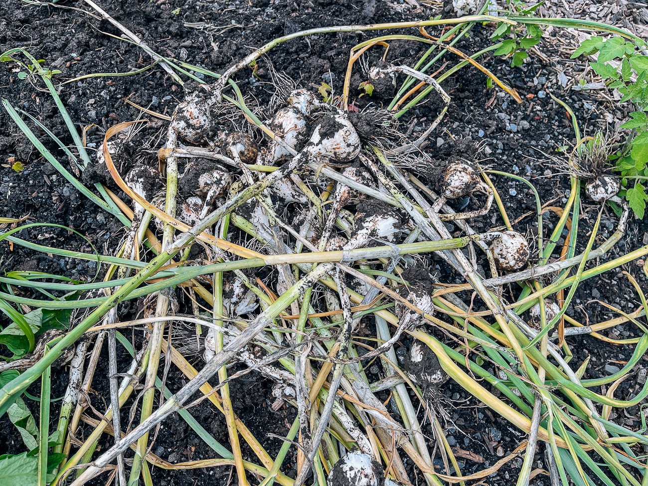 pile of harvested garlic 
