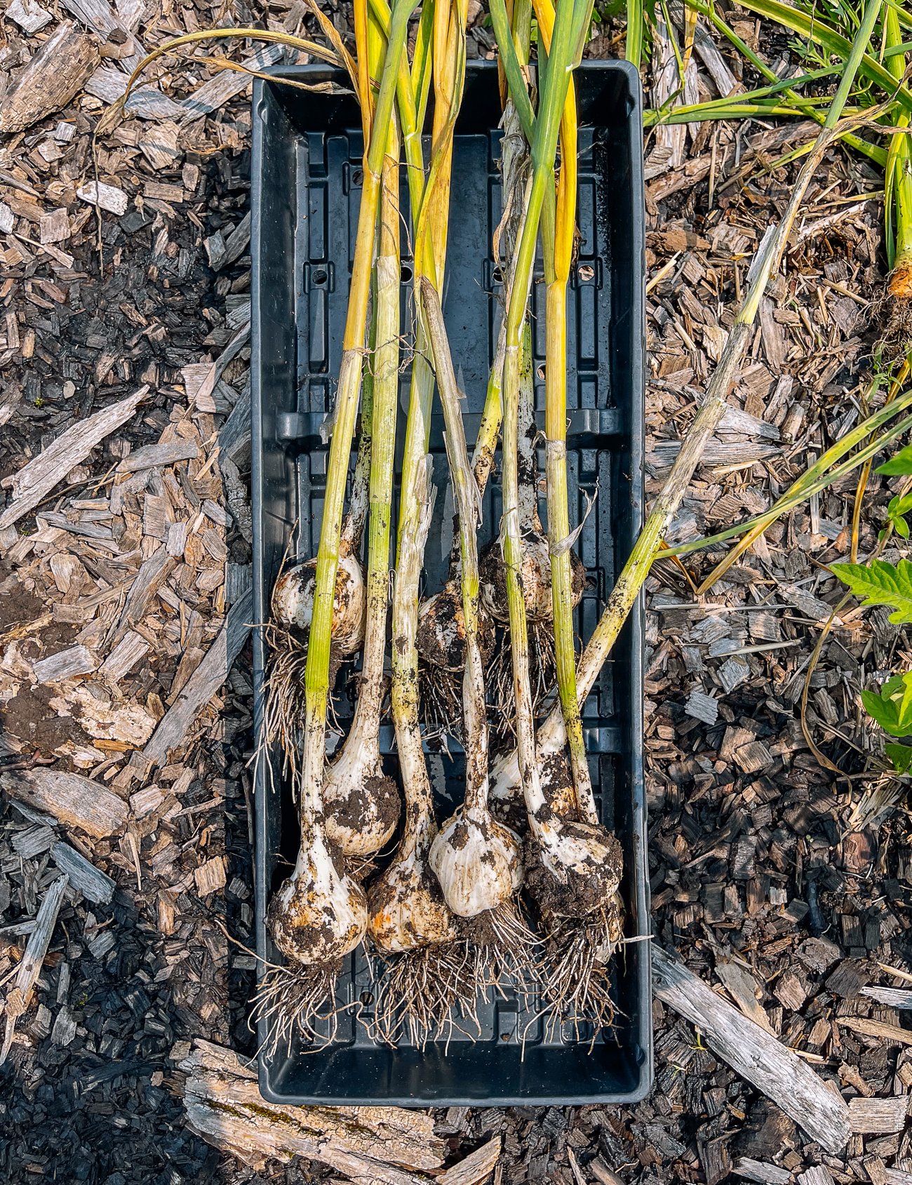 how to grow garlic in your garden