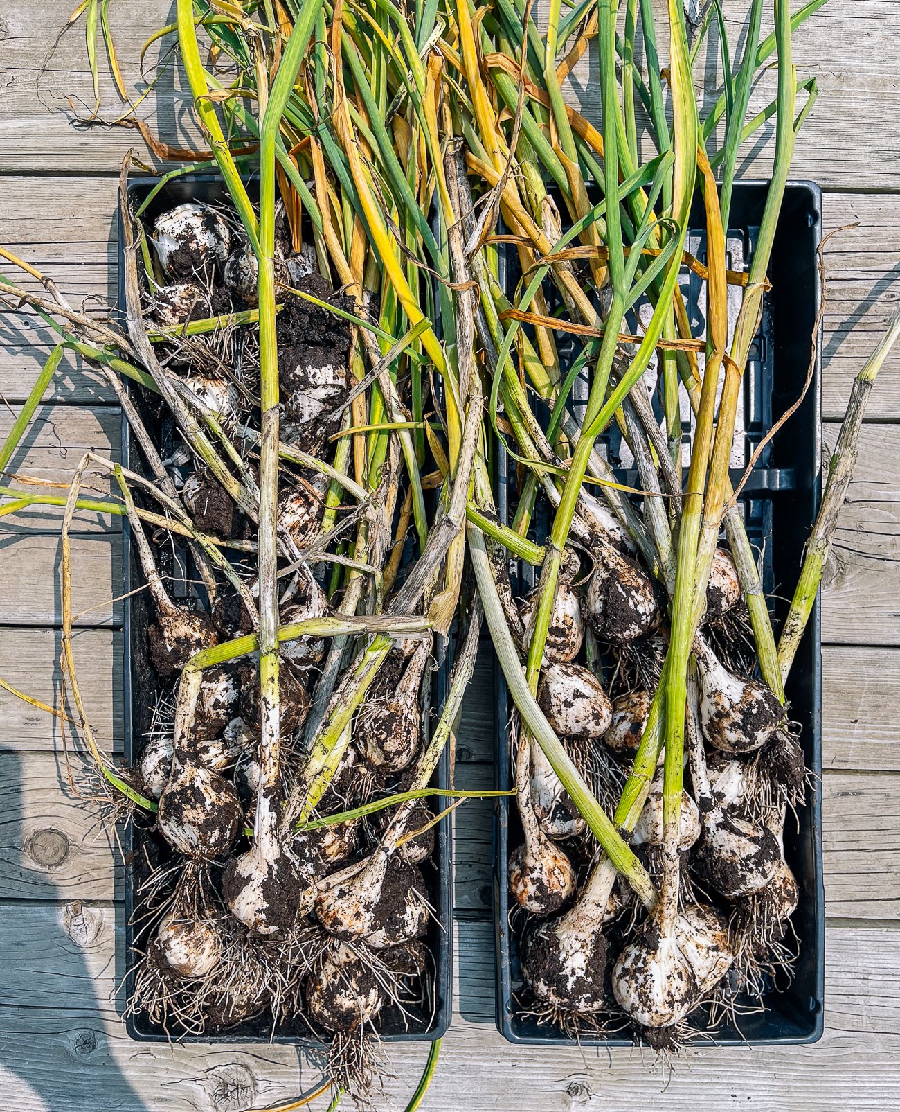 harvested garlic in trays