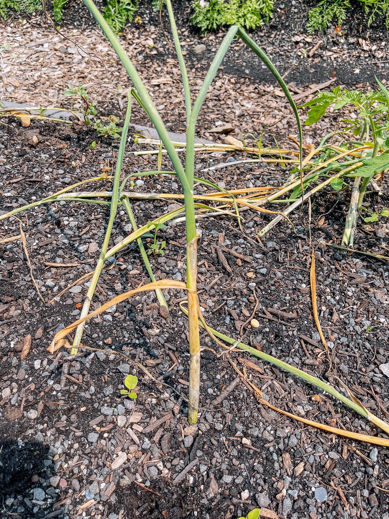 garlic stem with browned outer leaves