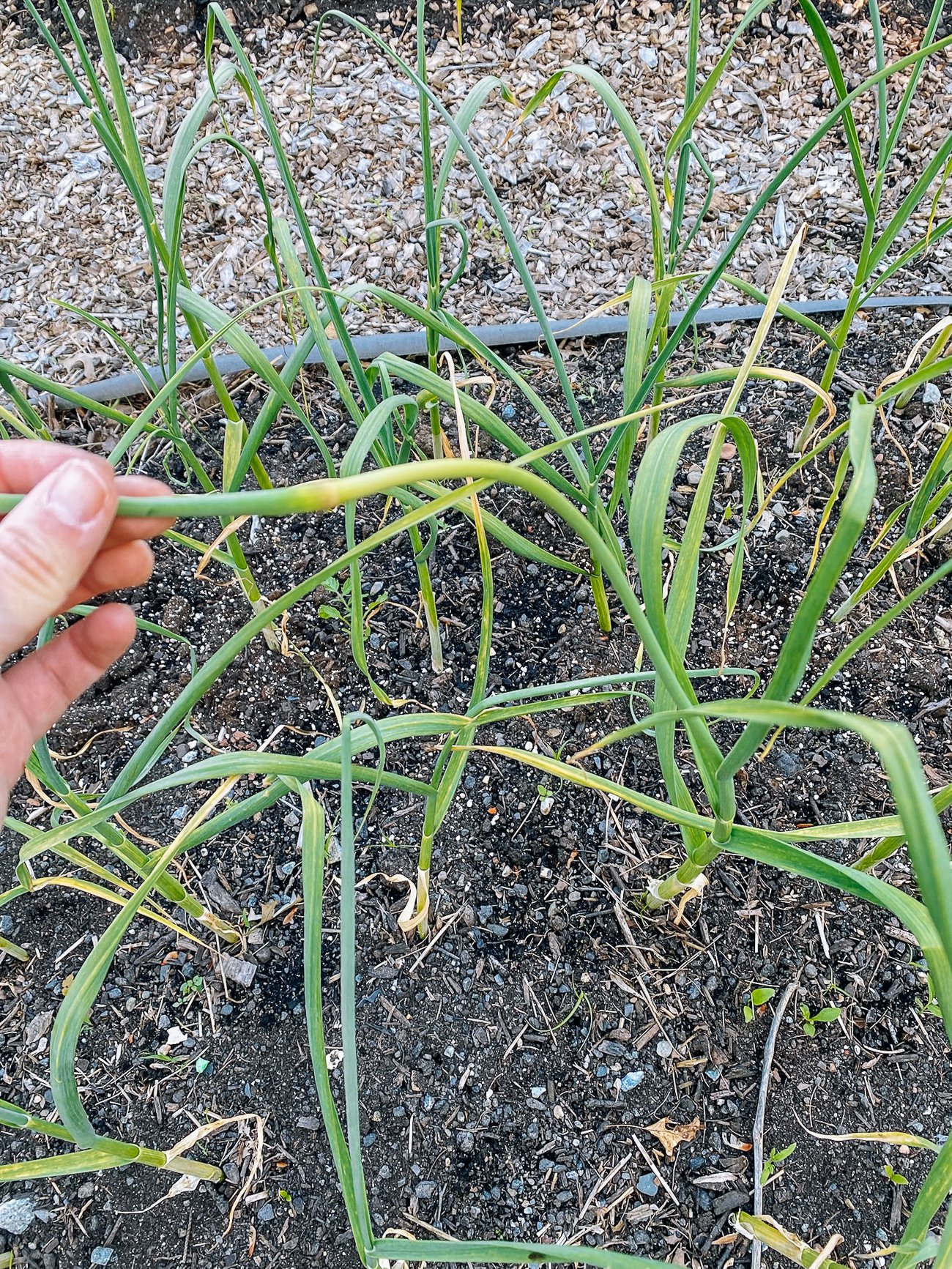 garlic scape on plant