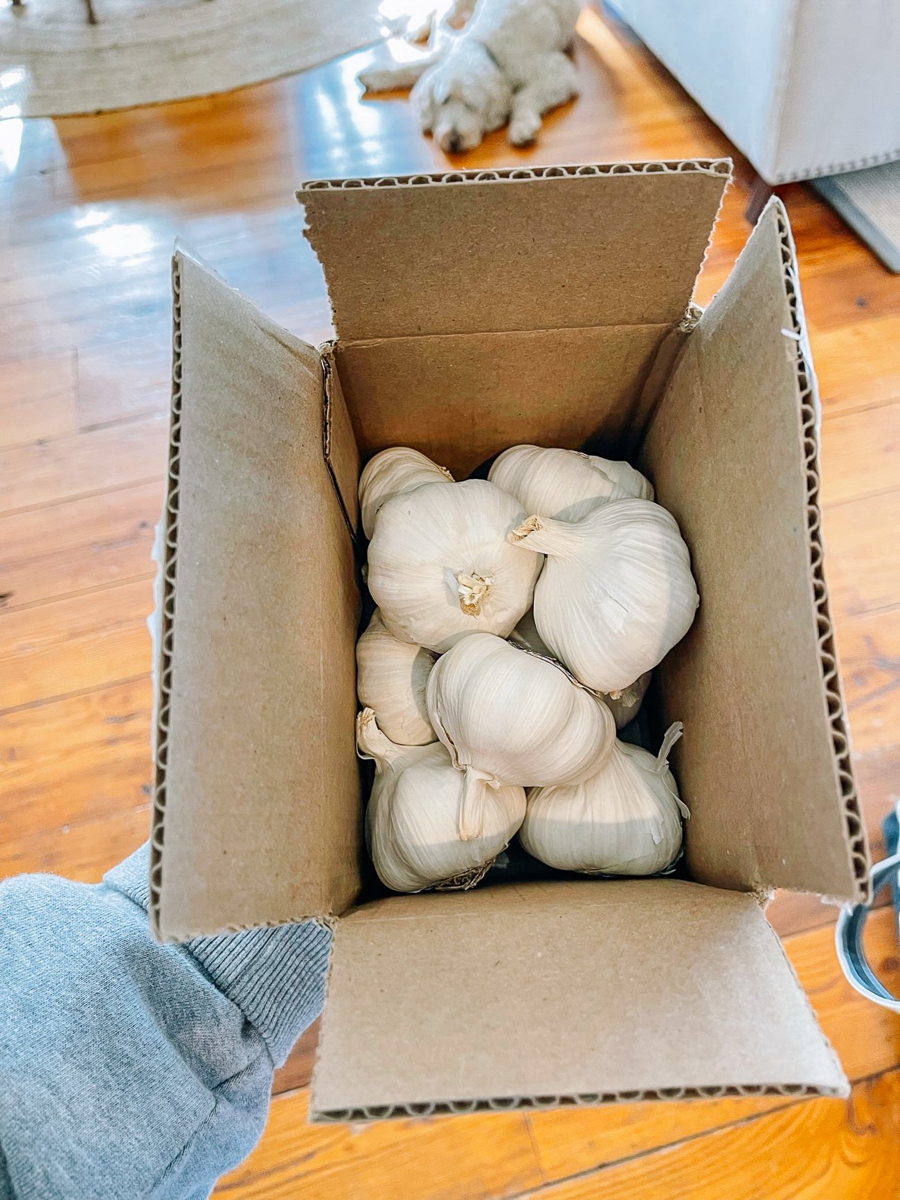 seed garlic in box