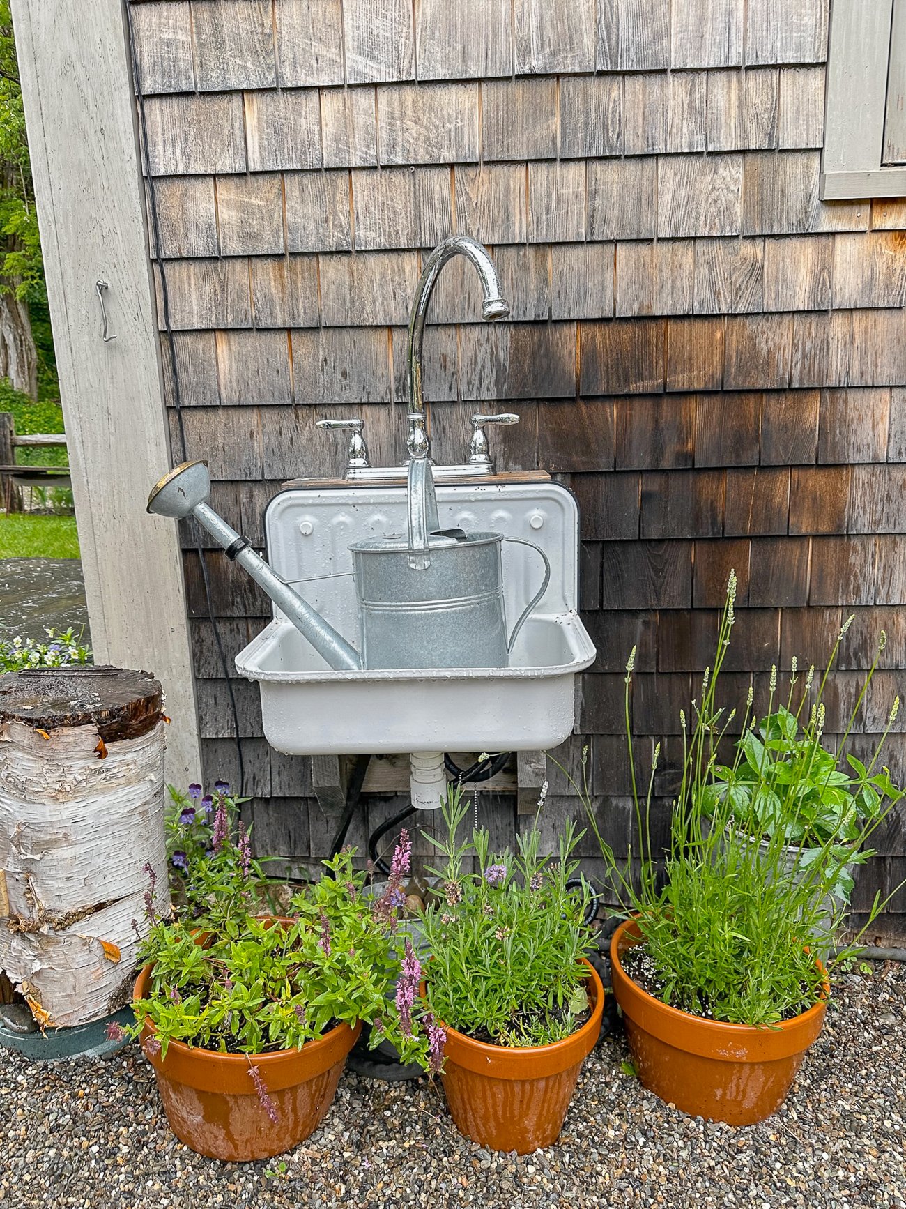 White sink with metal watering can and wildflower pots.