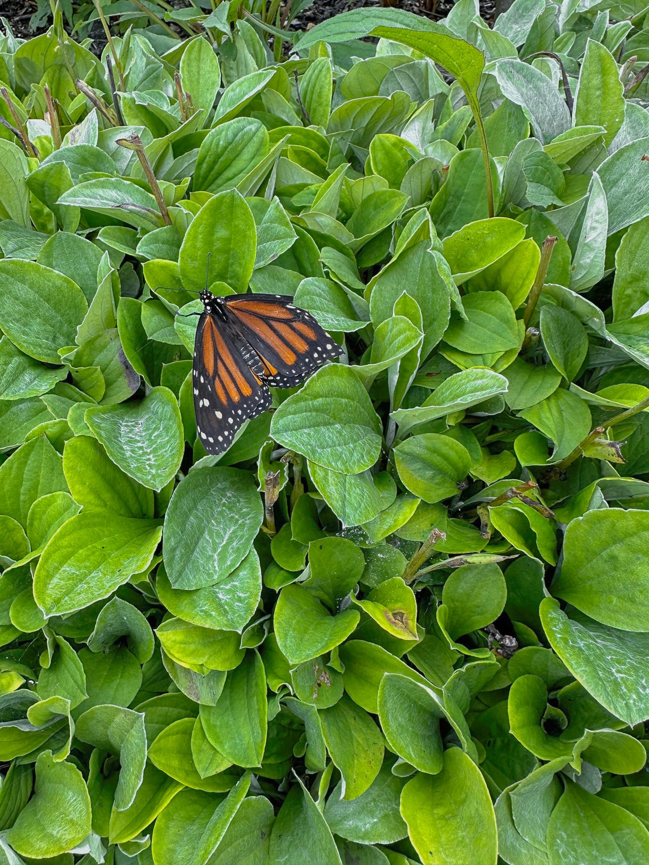 Coastal Maine Botanical Garden monarch butterfly