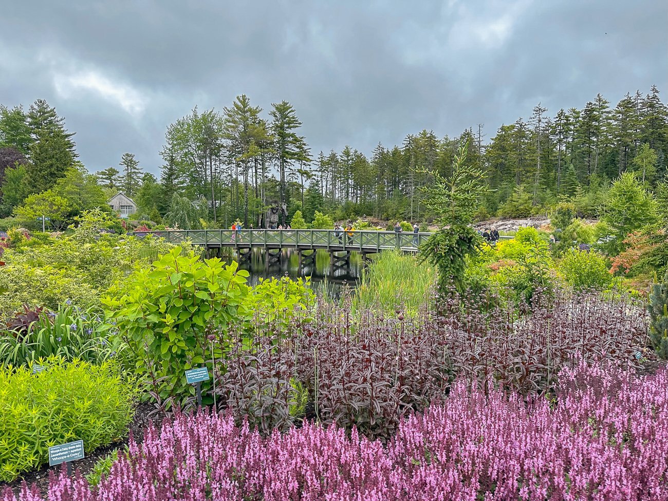 Coastal Maine Botanical Garden bridge over a pond with pink and purple flowers and evergreen trees