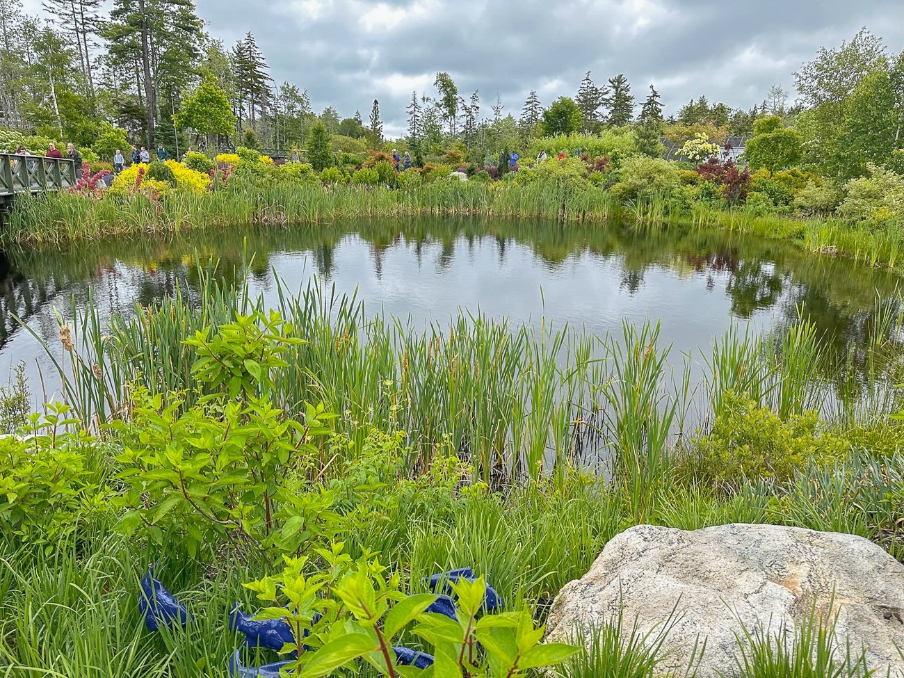 Large round pond surrounded by reeds and lush plantings at the Coastal Maine Botanical Garden