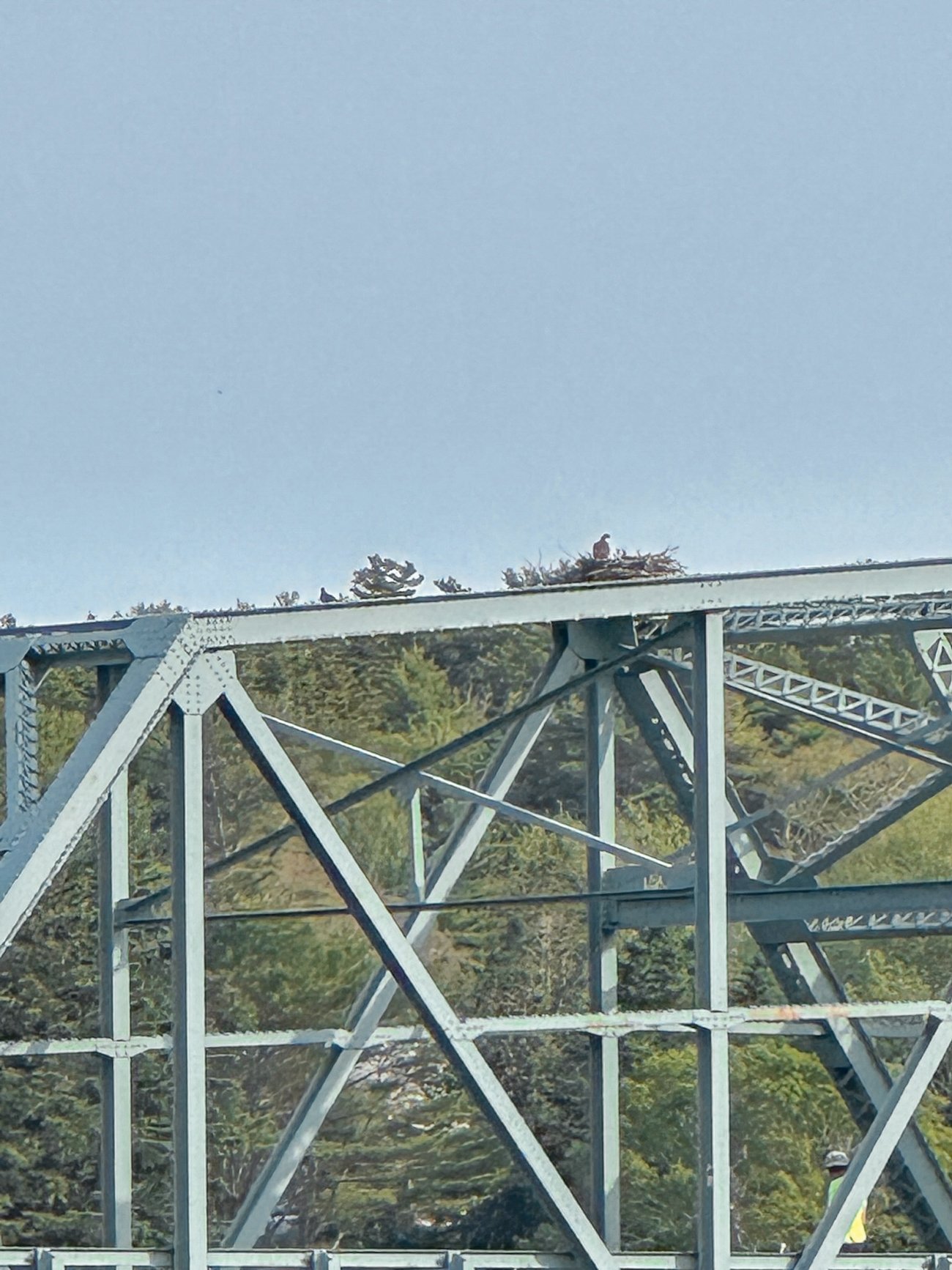 Osprey in its nest on top of Southport Swing Bridge in Maine