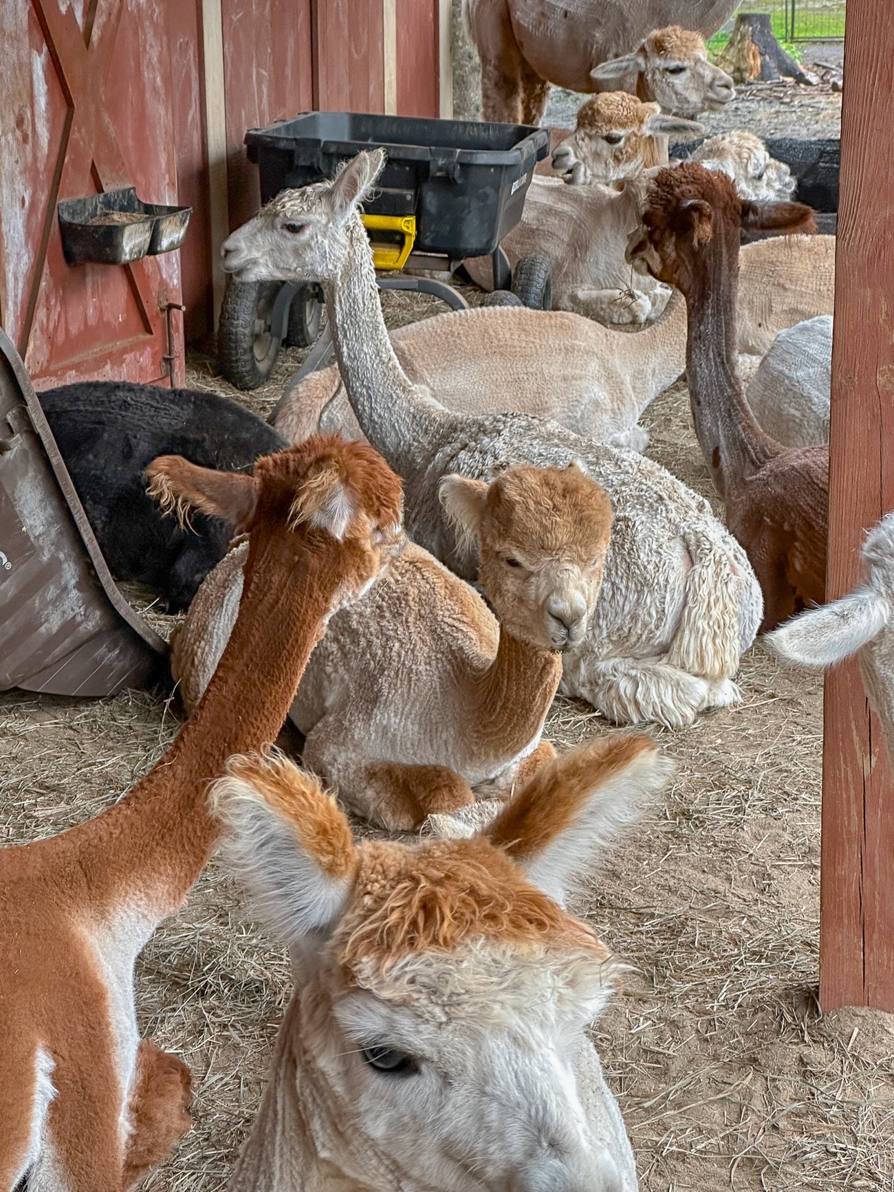 Cape Newagen alpaca farm alpacas