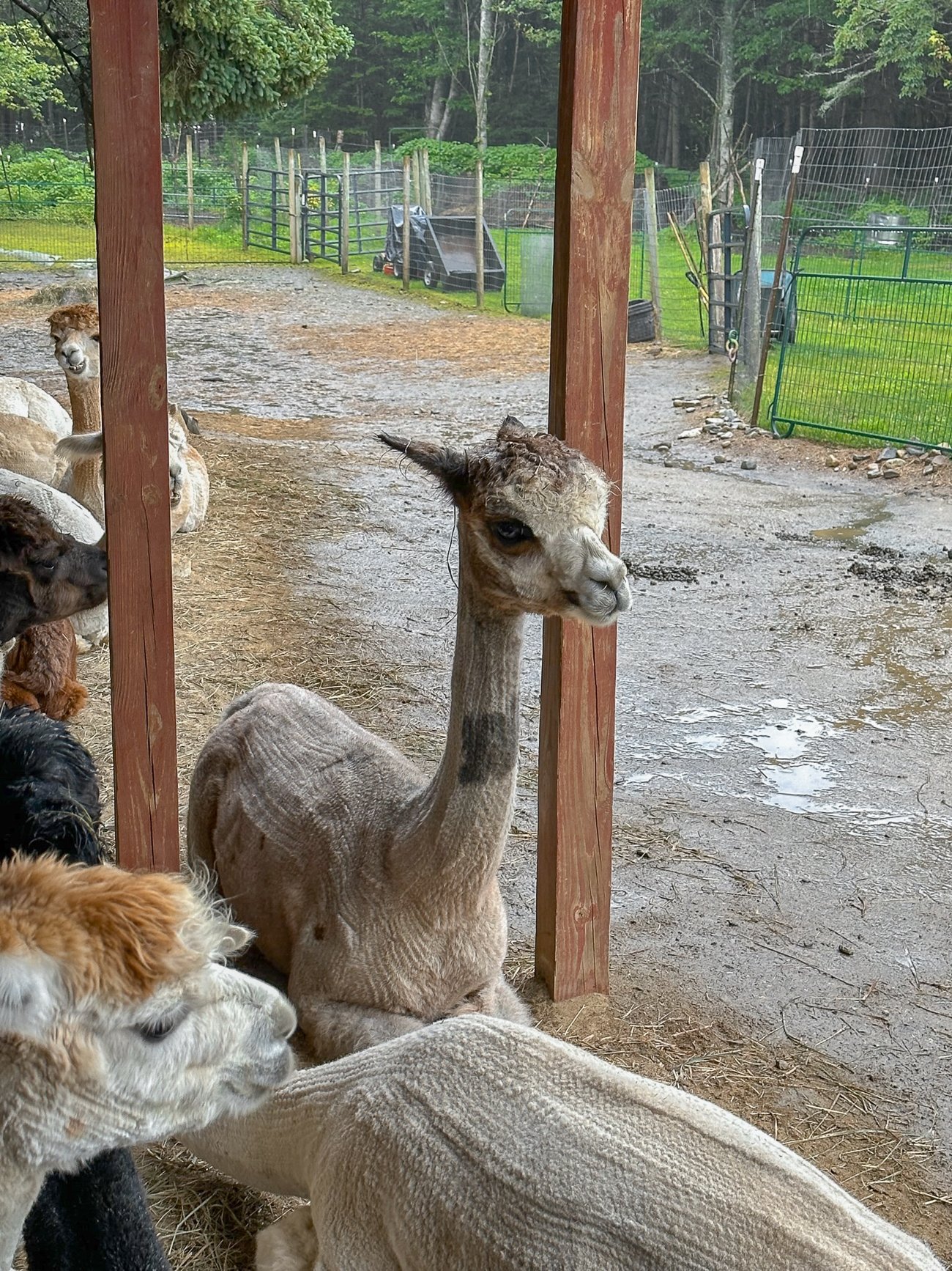 Cape Newagen alpaca farm alpacas