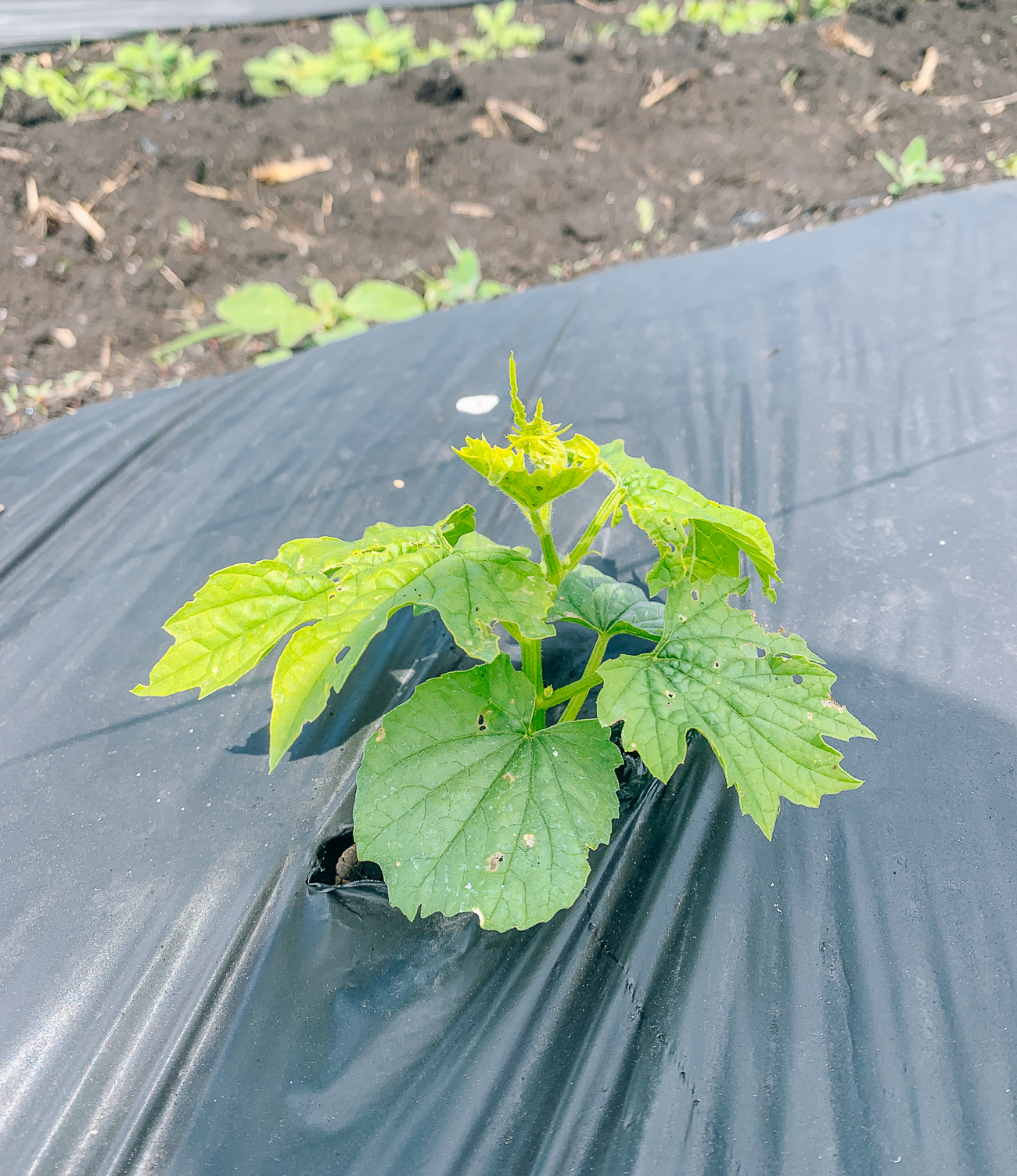 Bitter melon plant with weed block fabric