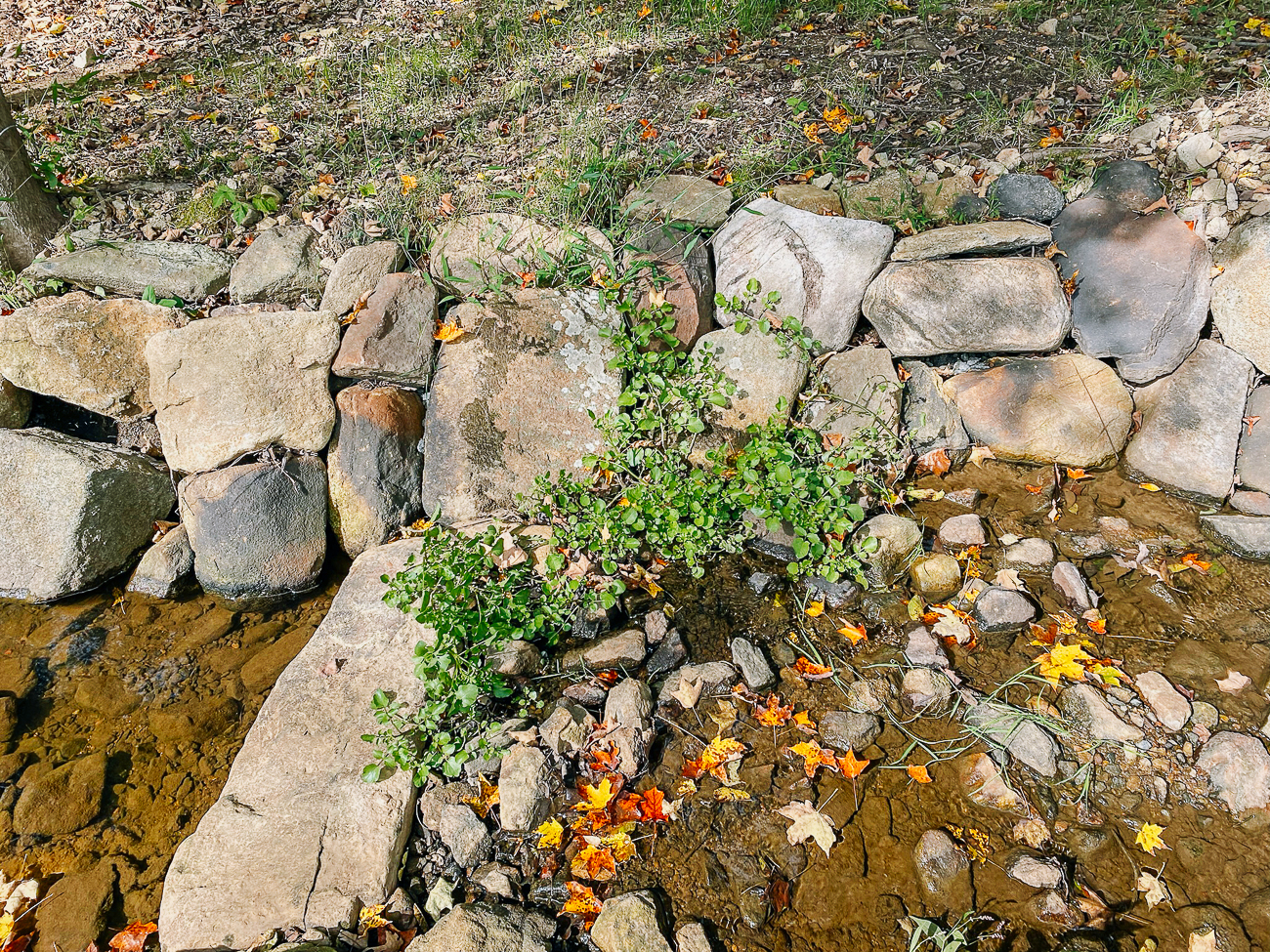 watercress planted amongst rocks