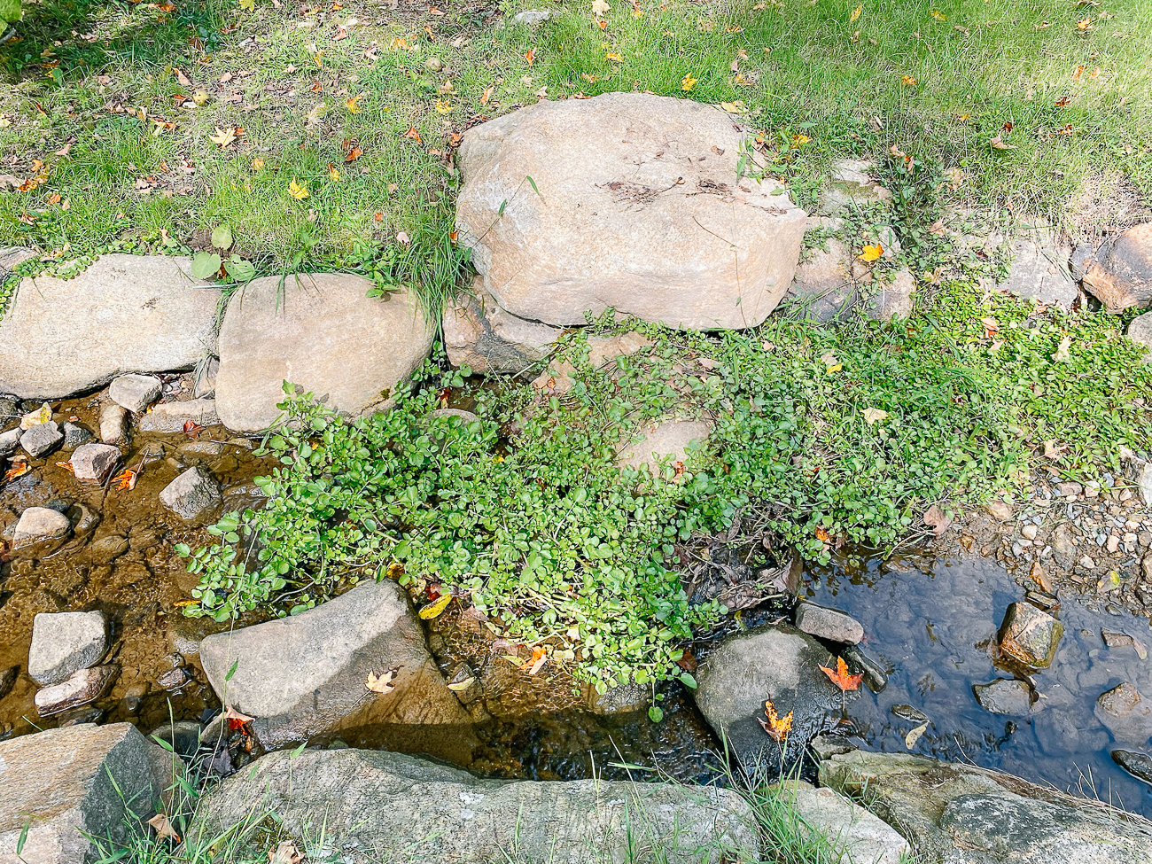 watercress growing in stream bed