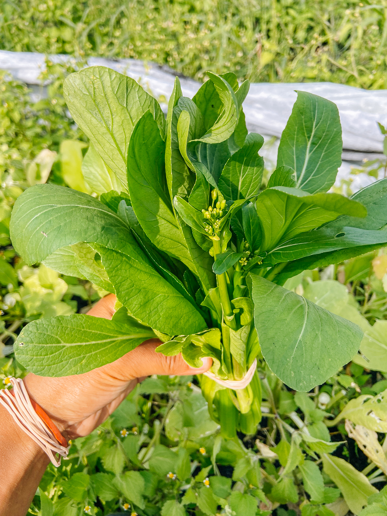 bunch of flowering choy sum