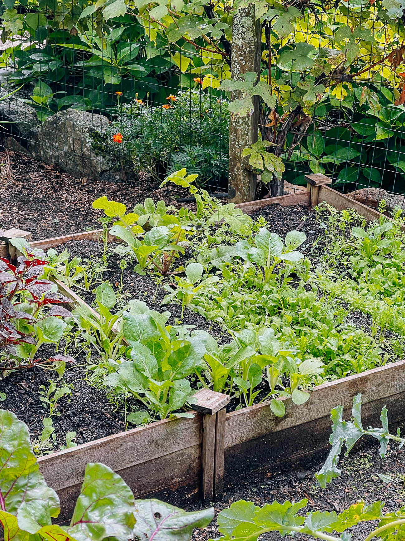 Growing leafy greens in raised beds