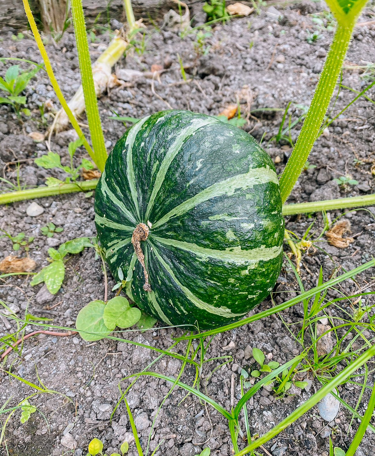 15 Kabocha Squash Seeds (Wax Pumpkin) – Bí Sáp 2025 Season, US Seller