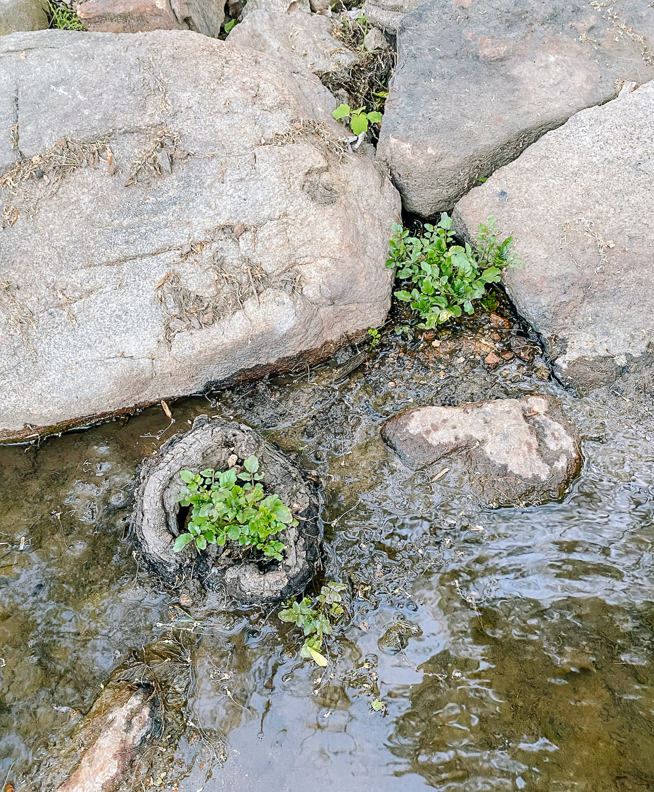 watercress planted between rocks and in tree stumps