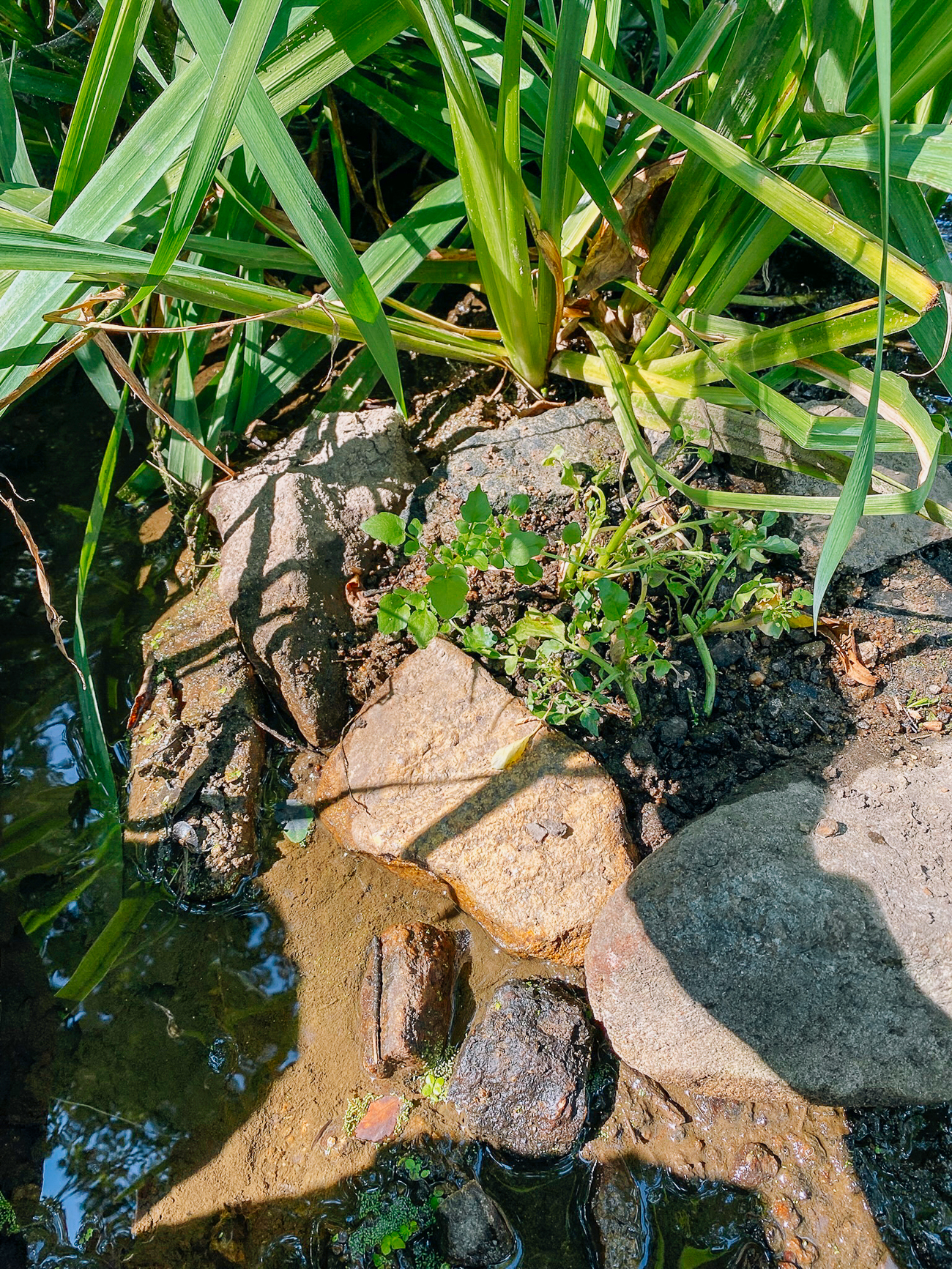 growing watercress in stream