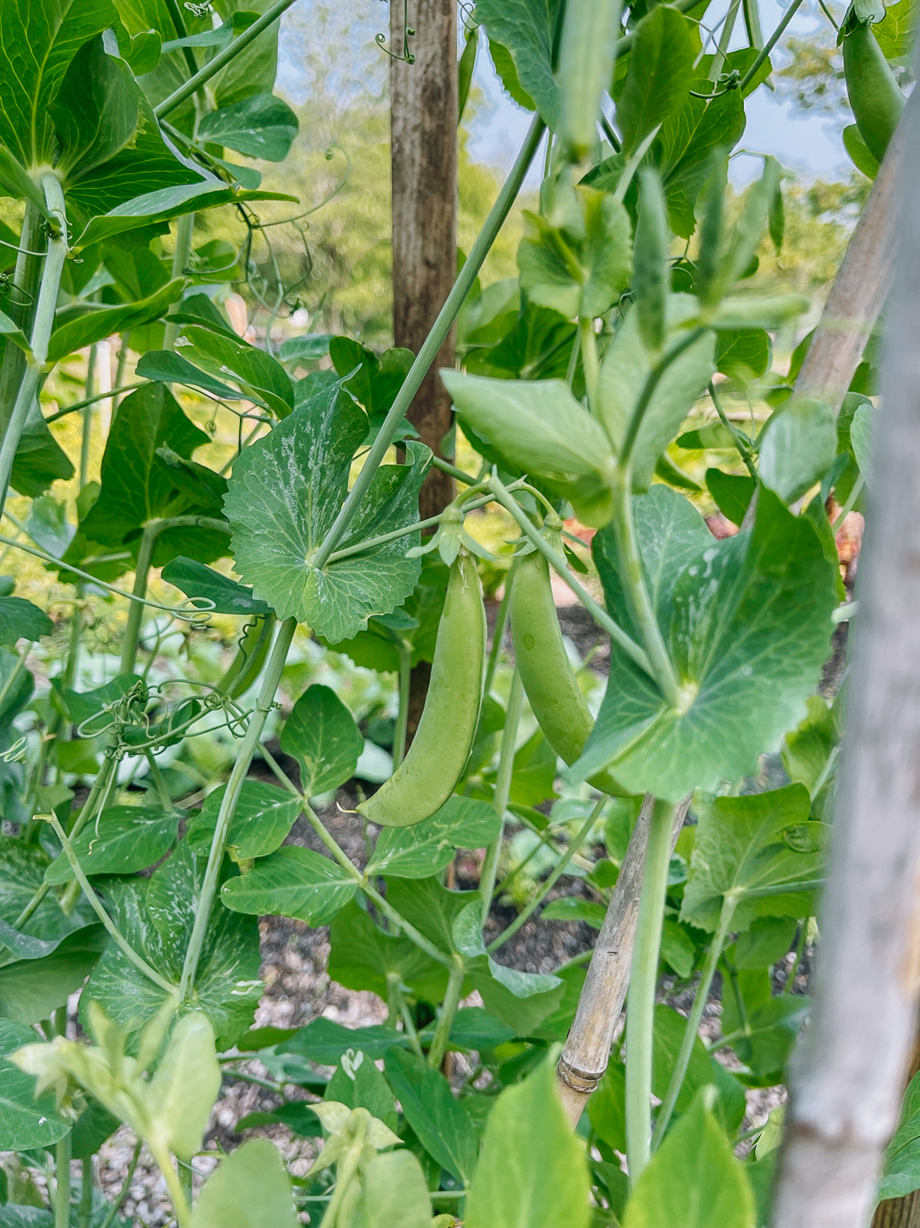 sugar snap peas growing on vines