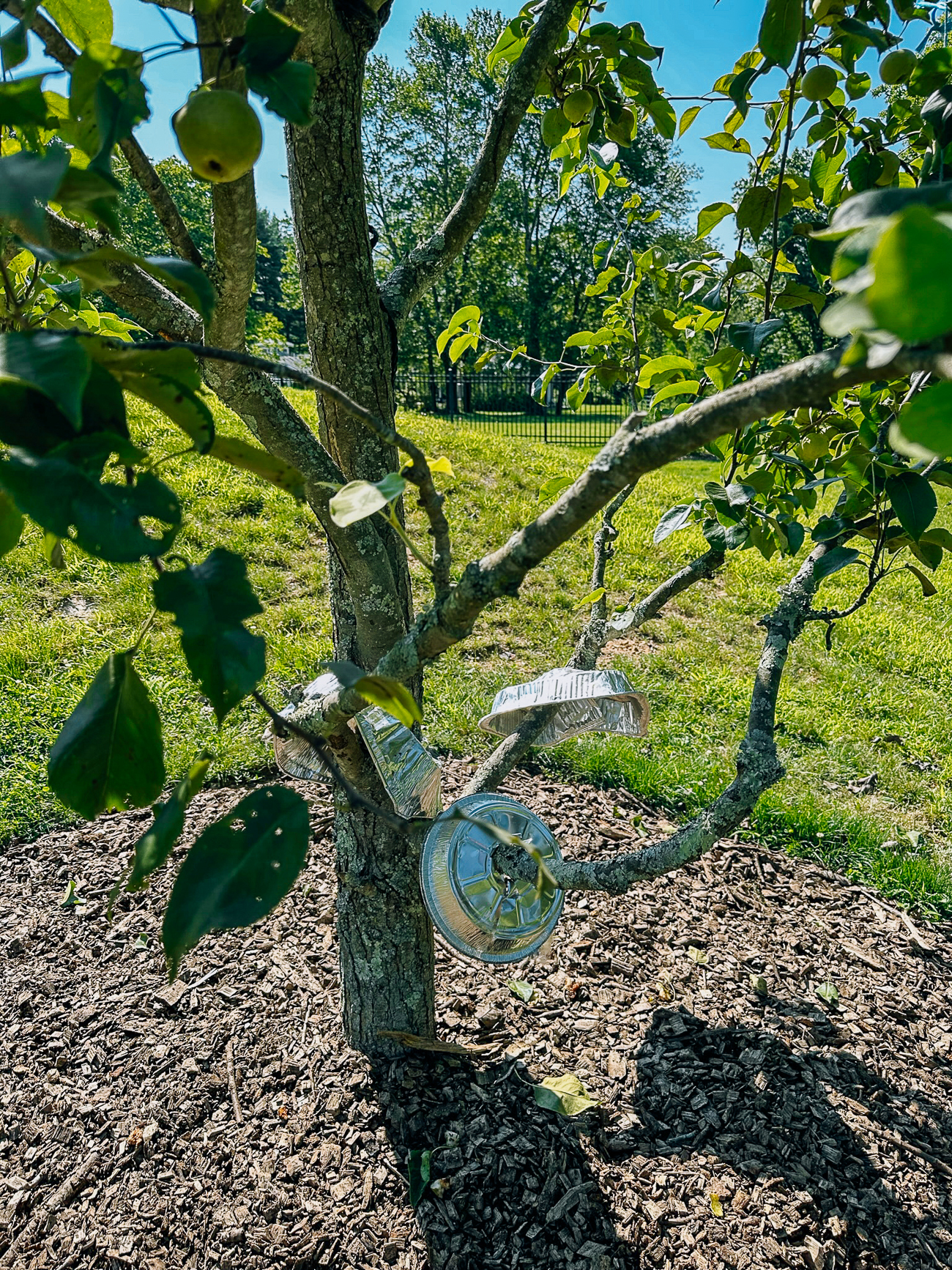 Protecting pear tree from squirrels with foil pans