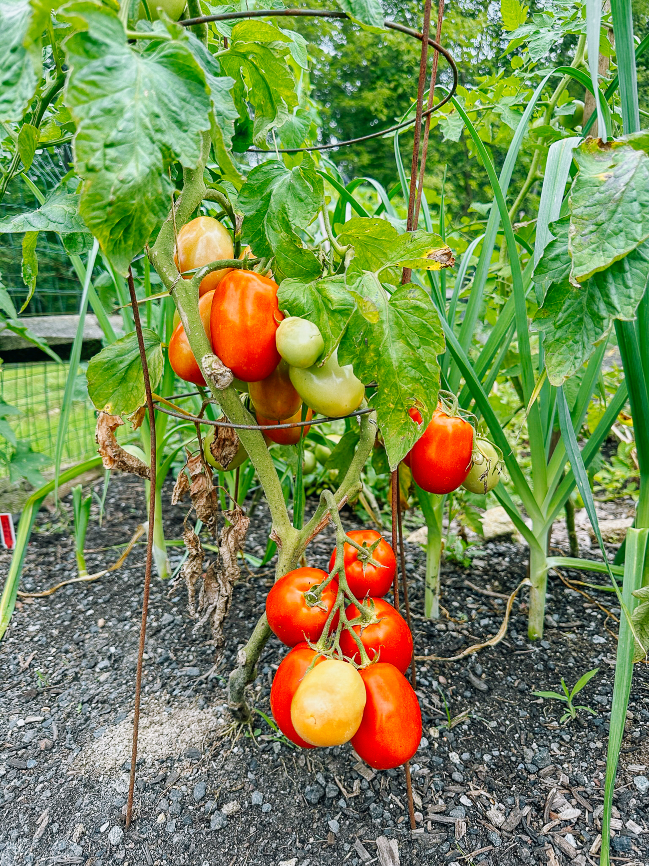 Plum Tomatoes on plant