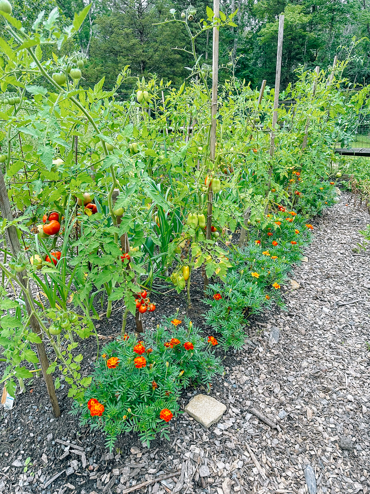 Tomato plants with marigolds