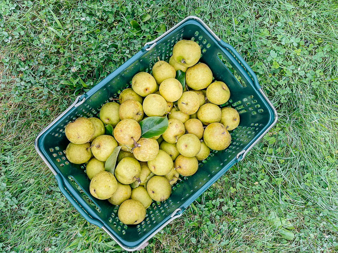 freshly picked asian pears