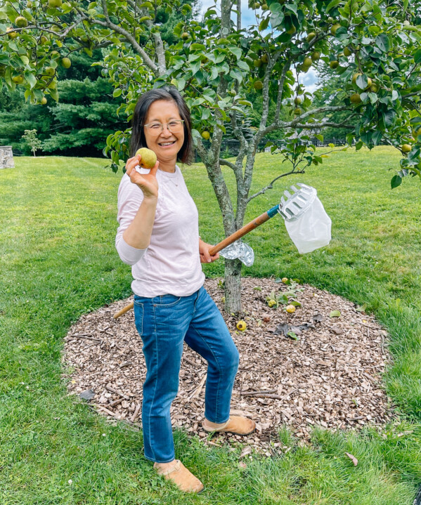 Judy holding up a freshly picked asian pear