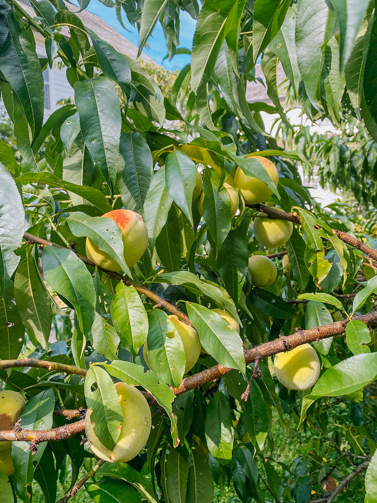 ripening peaches on tree