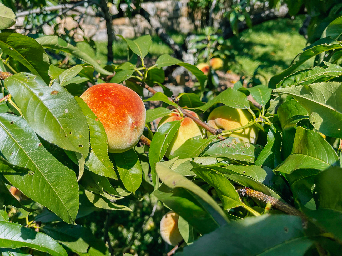 ripening peaches on tree