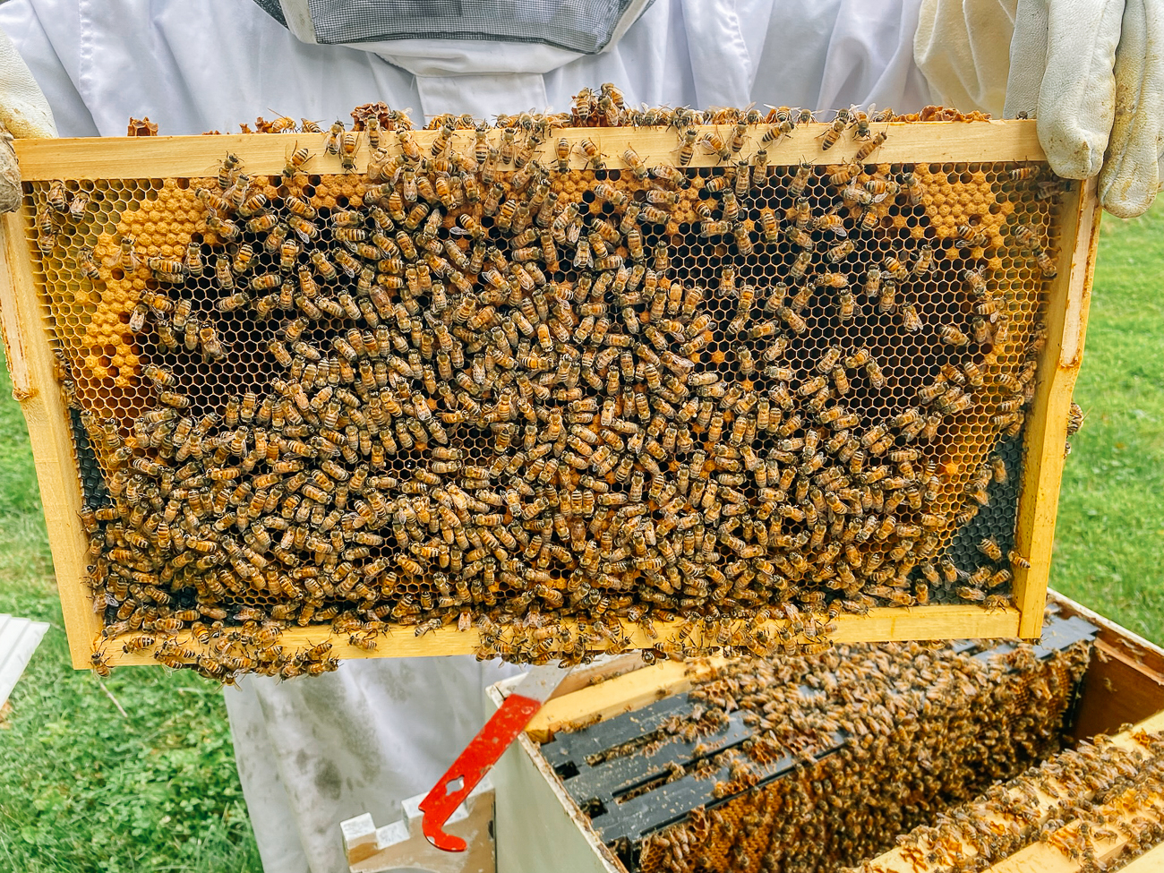 frame of honeybees