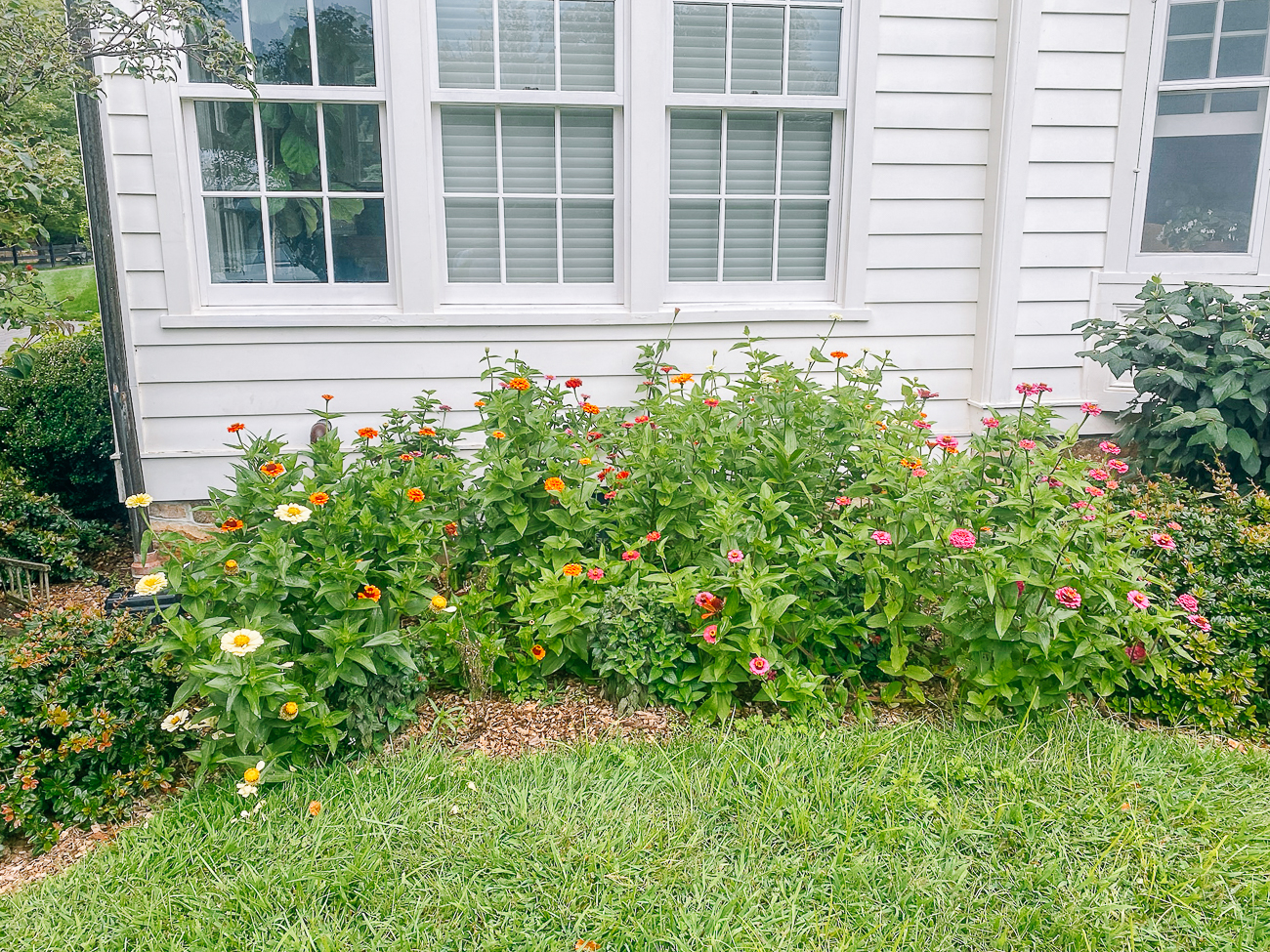 zinnias growing in front of house