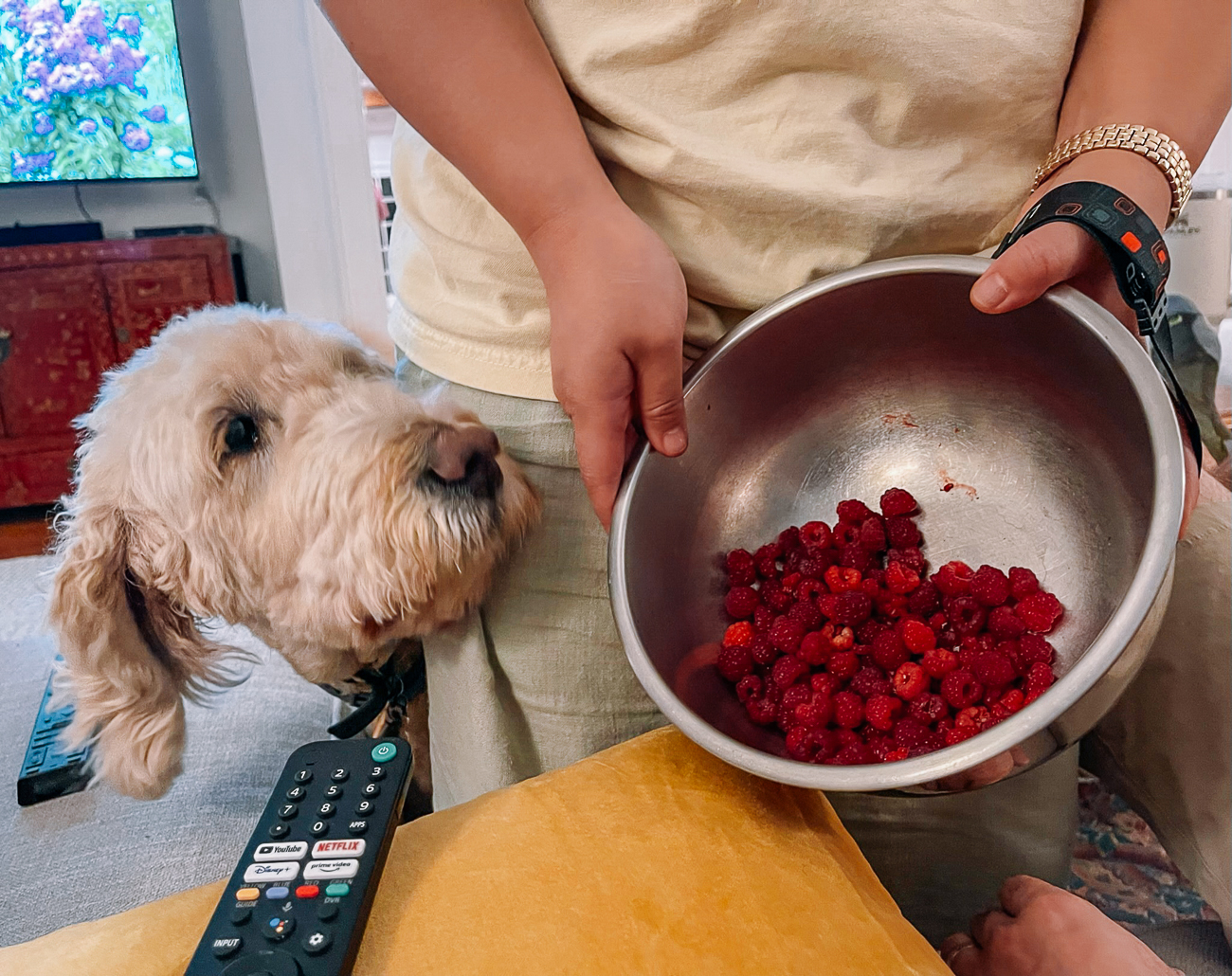 barley nosing into a bowl of freshly picked raspberries