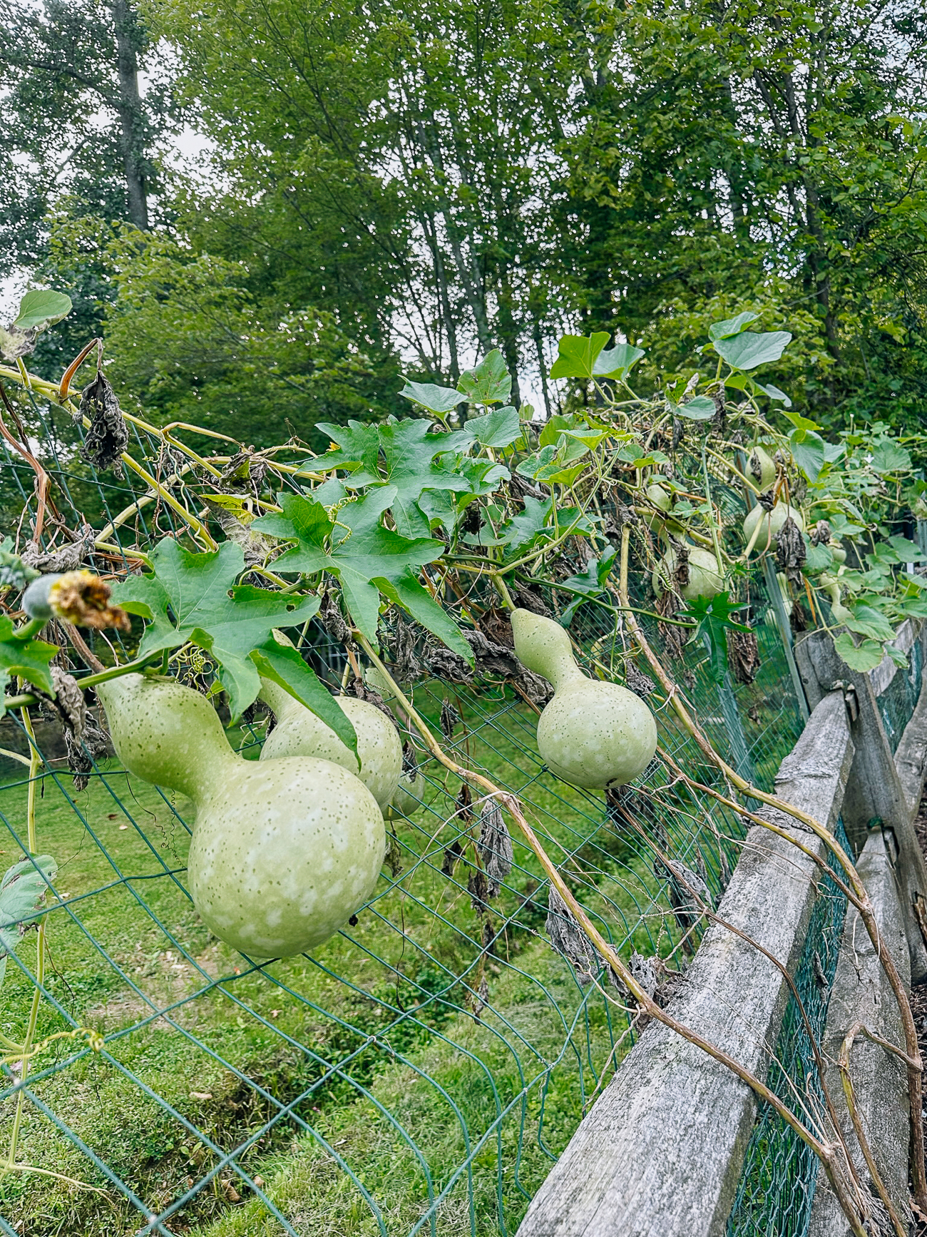 birdhouse gourd growing