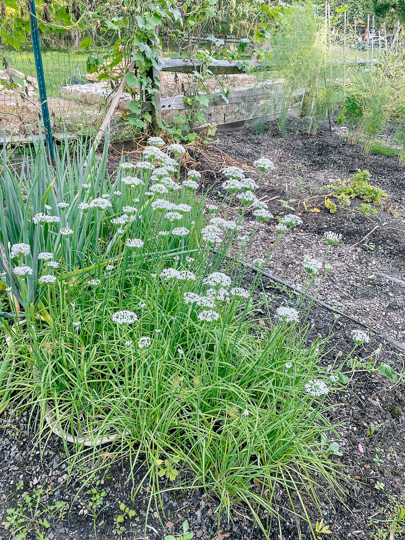 garlic chive plants in flower
