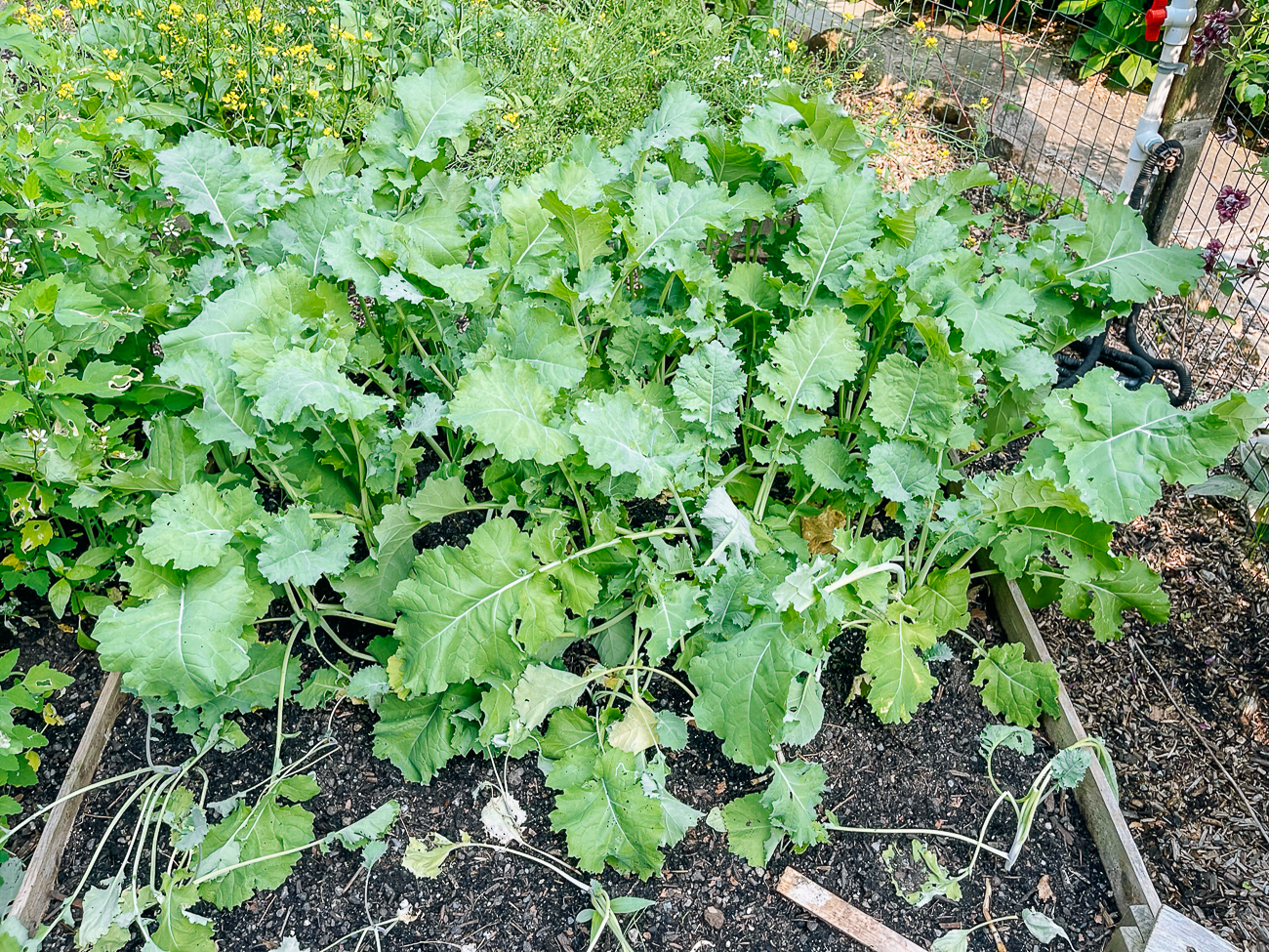 kale in garden