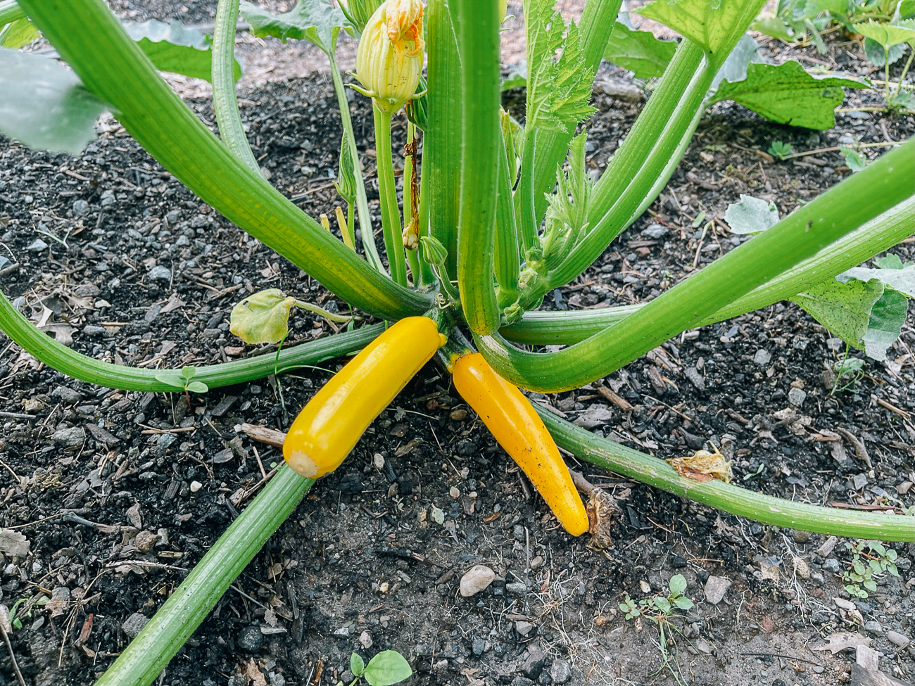 yellow squash on plant