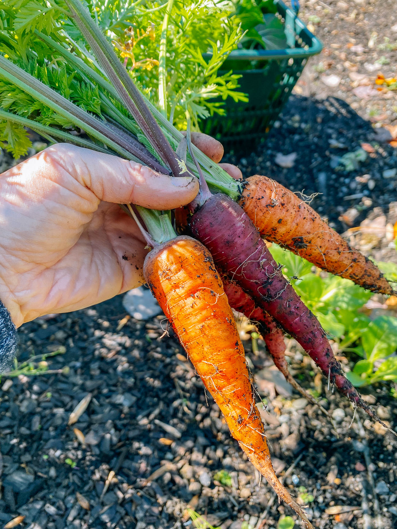 multicolored carrots harvested
