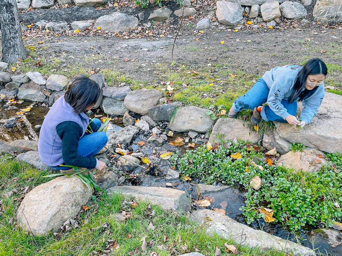 Judy and Kaitlin harvesting watercress