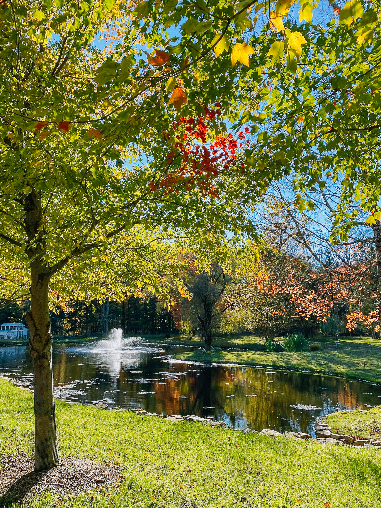 Early fall view of pond