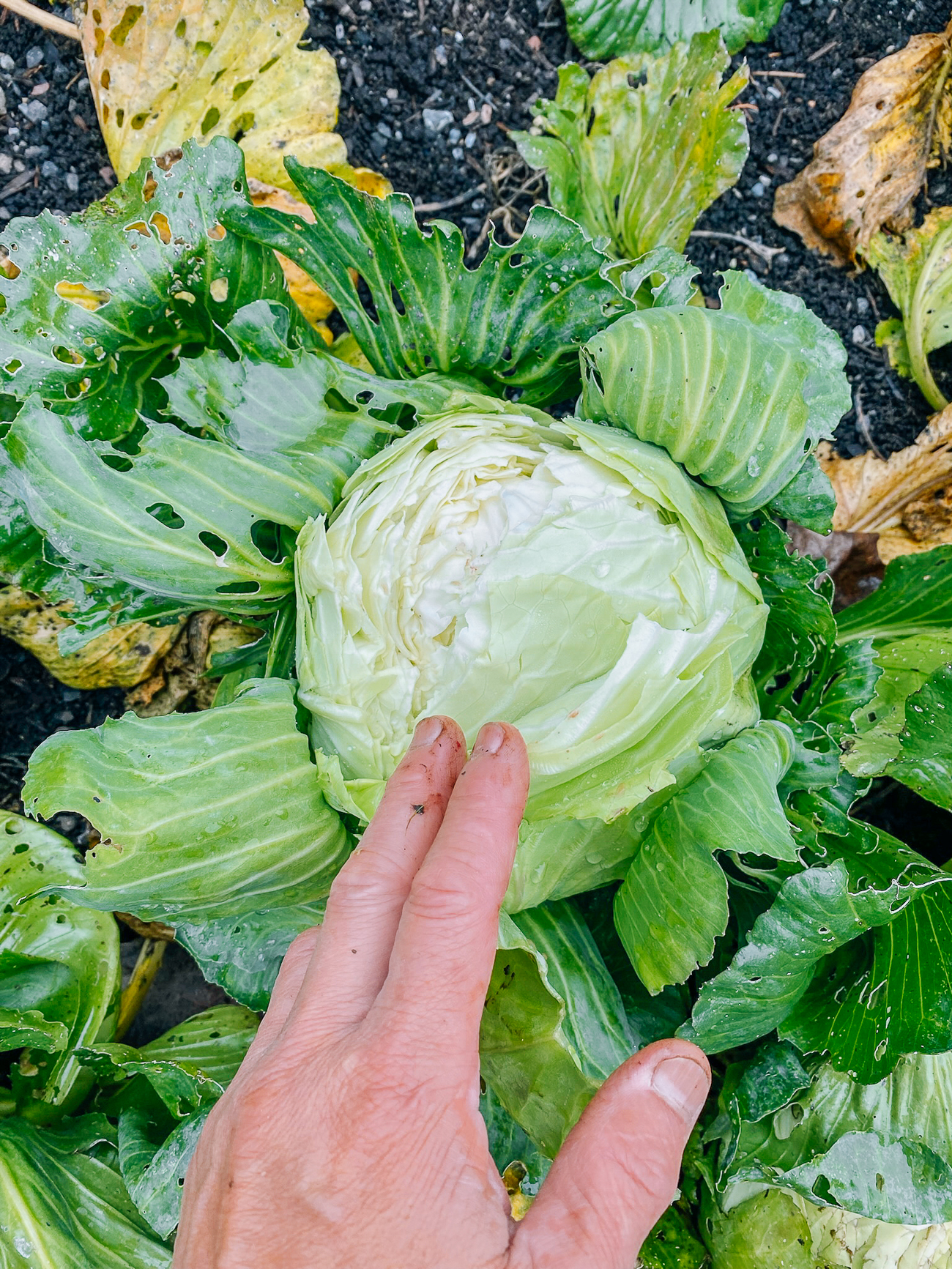 growing taiwanese flat cabbage