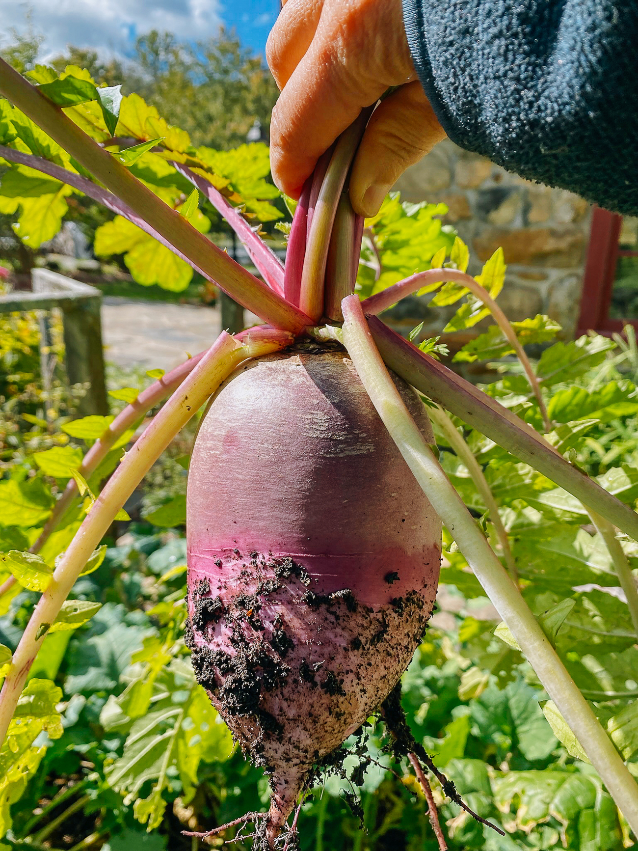 watermelon radish pulled out of ground