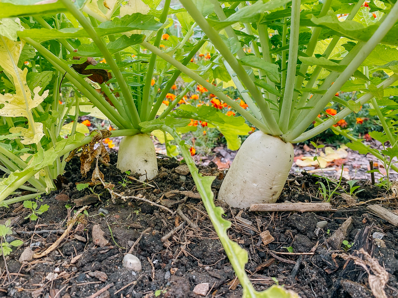 daikon radish growing in ground