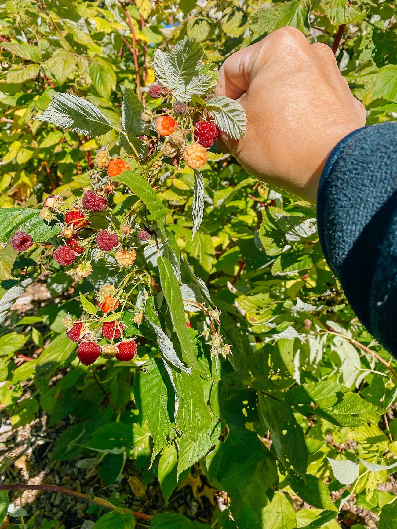 picking fall everbearing raspberries