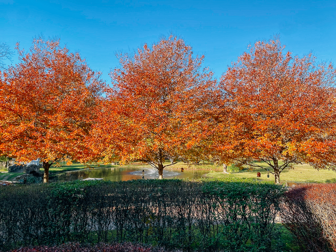 red maple trees in fall