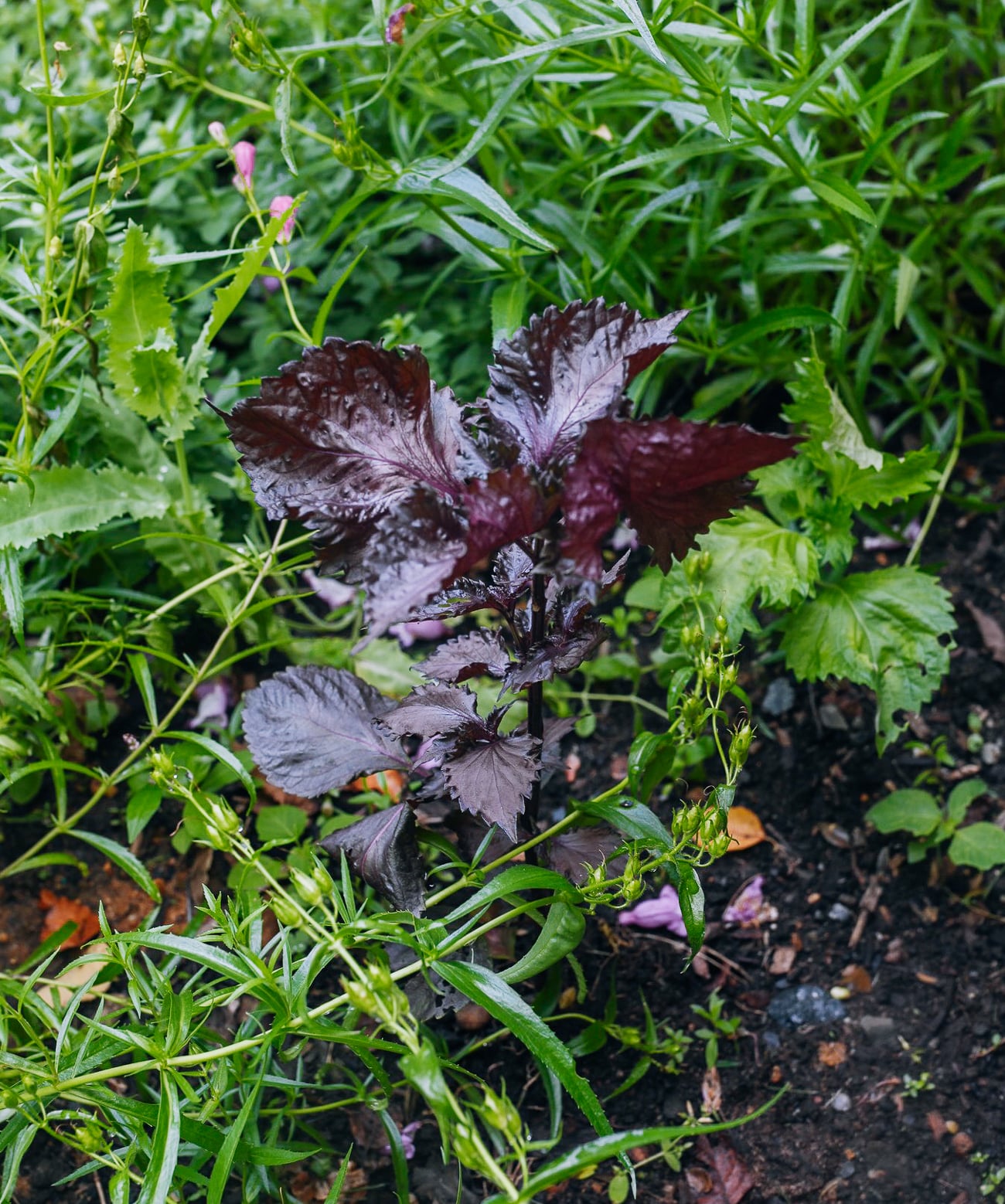 Shiso Drink (Natural Pink Lemonade!)