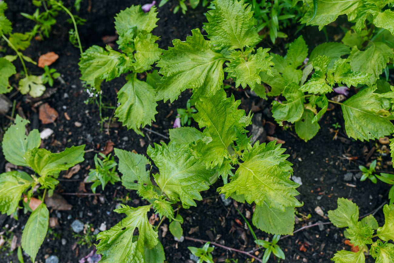 shiso plants growing in dirt